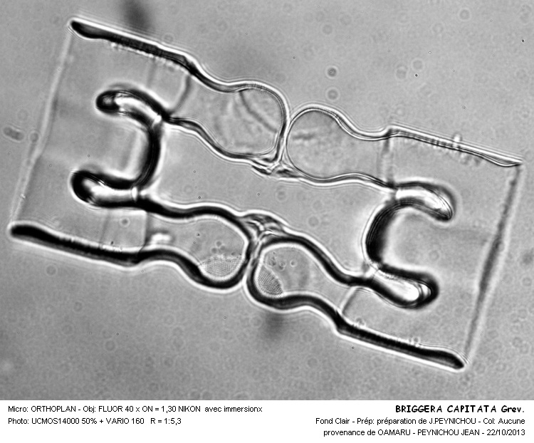 BRIGGERA CAPITATA Grev. #34384