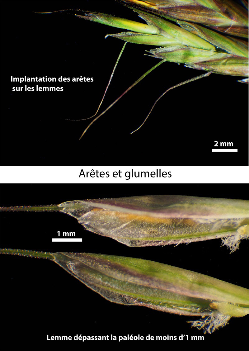 Bromus arvensis #59887