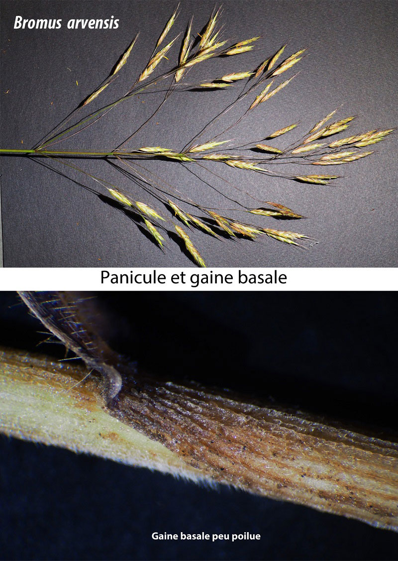 Bromus arvensis #59889