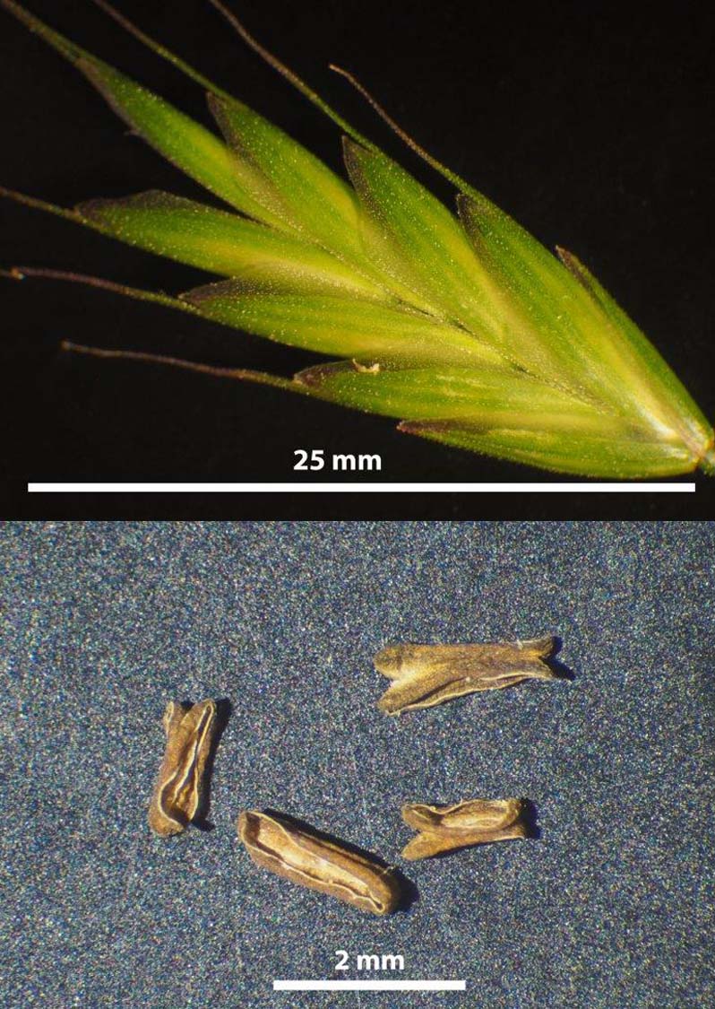 Bromus commutatus #59879