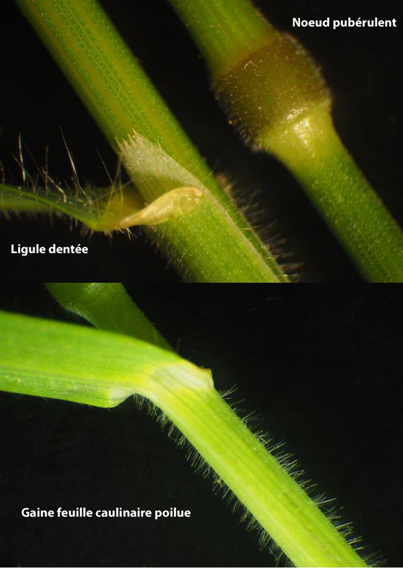 Bromus commutatus #59880