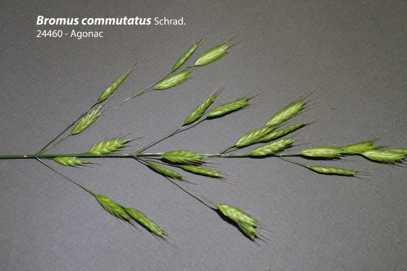 Bromus commutatus #59882