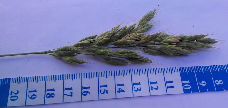 Bromus commutatus #59893