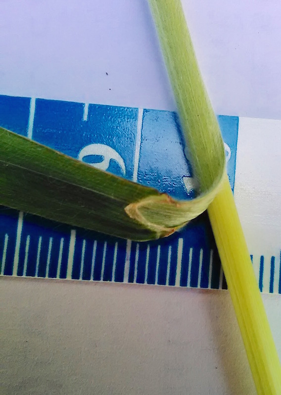 Bromus commutatus #59892