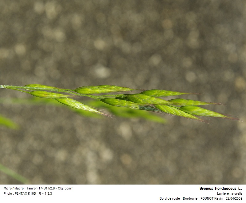 Bromus hordeaceus L. - Brome mou #10109