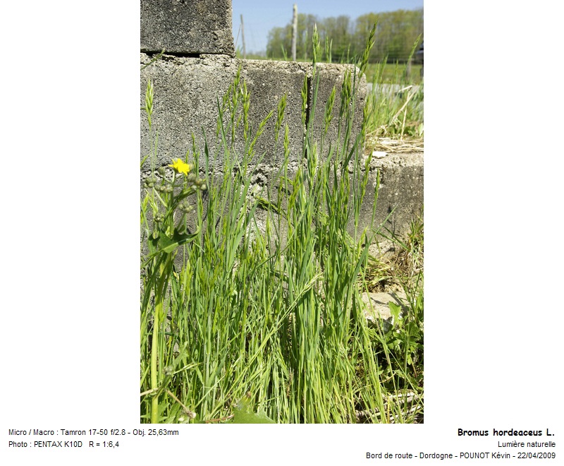 Bromus hordeaceus L. - Brome mou #10108