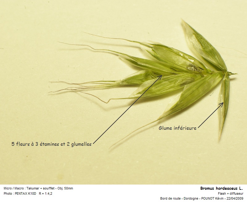Bromus hordeaceus L. - Brome mou #10111