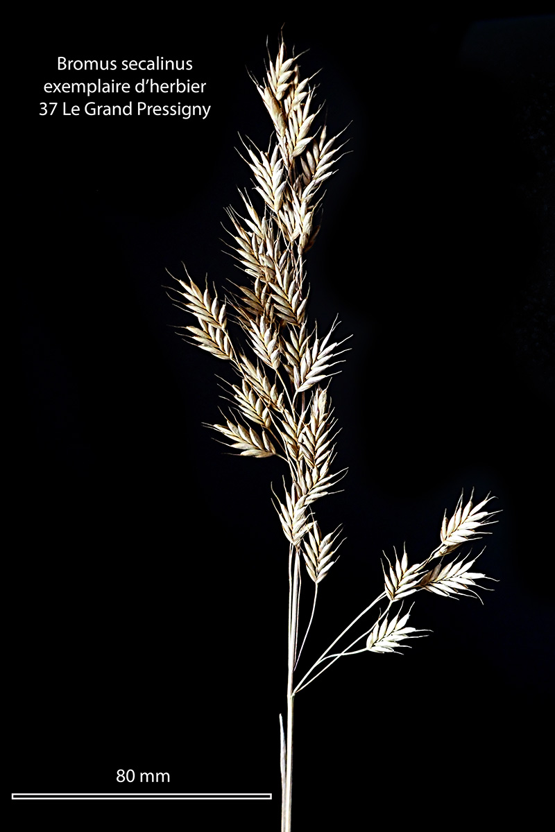 Bromus sécalinus L. ssp. secalinus #74839