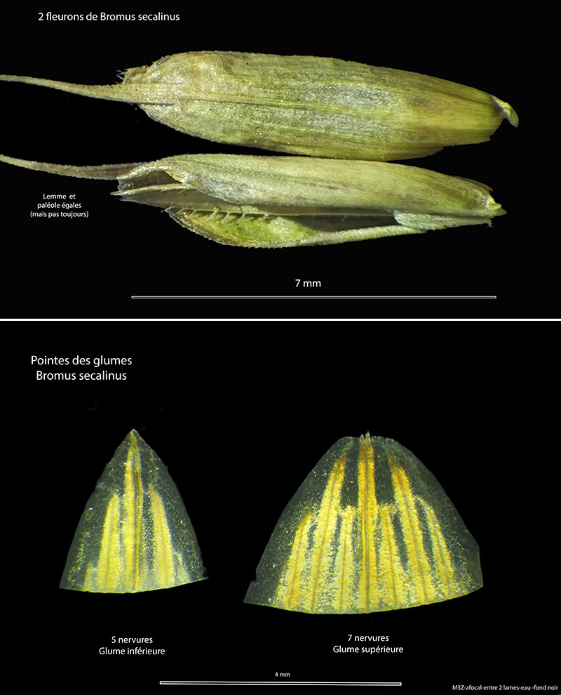Bromus sécalinus L. ssp. secalinus #74841