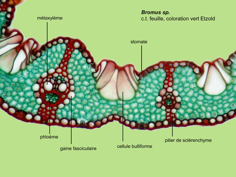 Bromus sp., histologie, histology. #22913