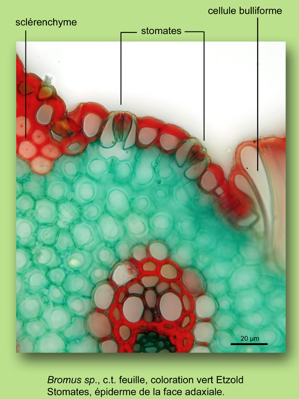 Bromus sp., histologie, histology. #22914