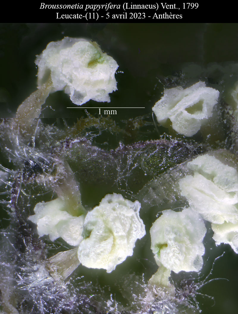 Broussonetia papyrifera #75428