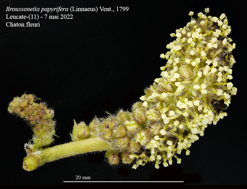 Broussonetia papyrifera #75426