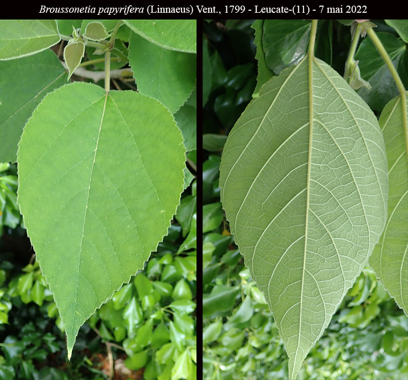 Broussonetia papyrifera #75425