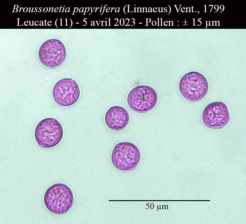 Broussonetia papyrifera #75431