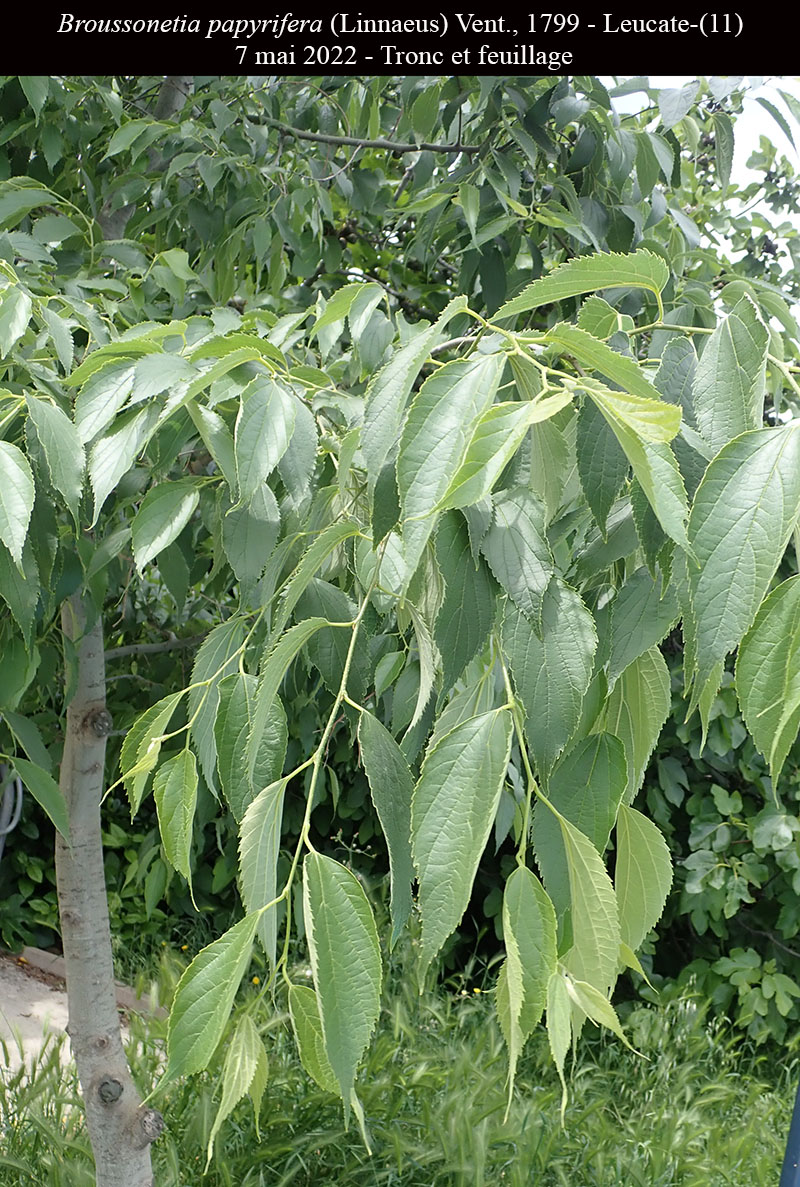 Broussonetia papyrifera #75424