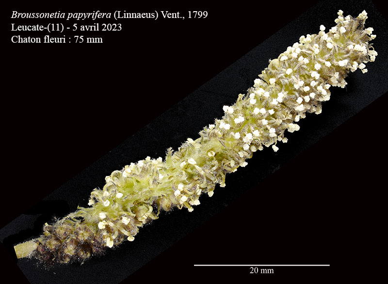 Broussonetia papyrifera #75427