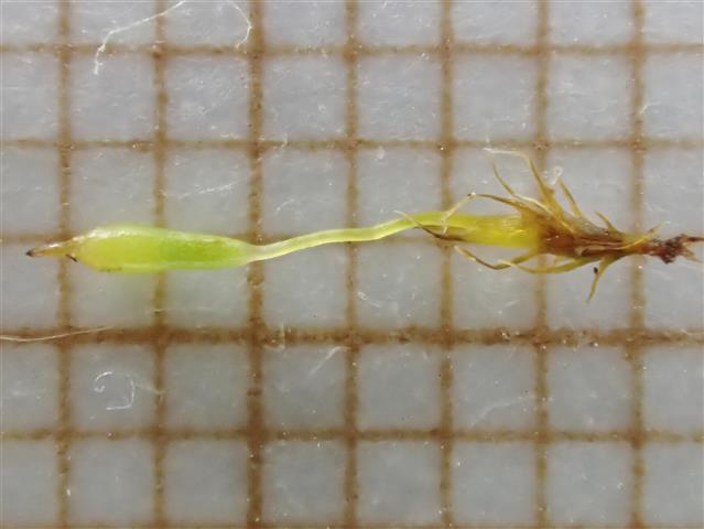 Bruchia vogesiaca Nestl. ex Schwägr. #61069