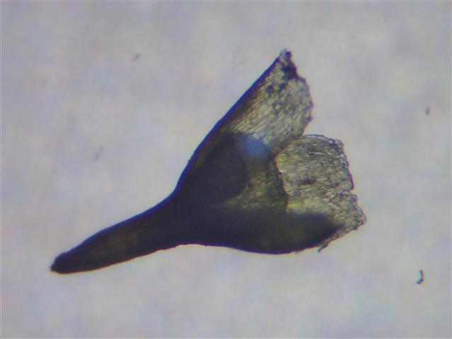 Bruchia vogesiaca Nestl. ex Schwägr. #61070