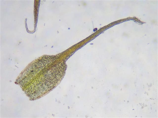 Bruchia vogesiaca Nestl. ex Schwägr. #61071