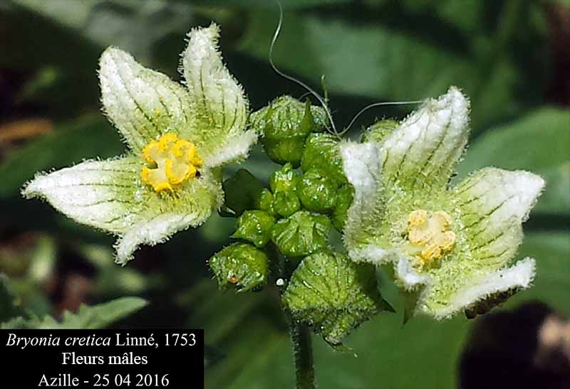Bryonia cretica Linné, 1753 #45240
