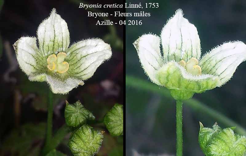 Bryonia cretica Linné, 1753 #45241
