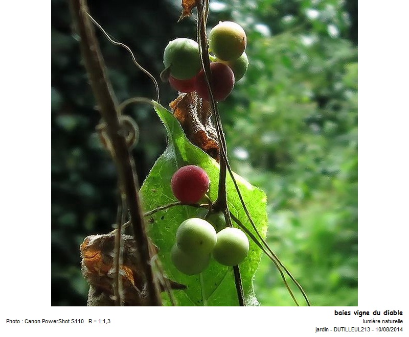 Bryonia dioica - Vigne du diable #39746