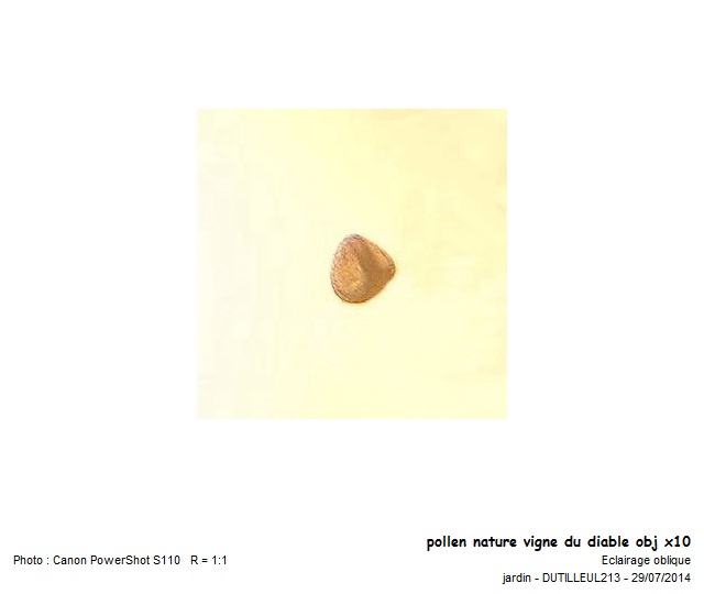 Bryonia dioica - Vigne du diable #39743