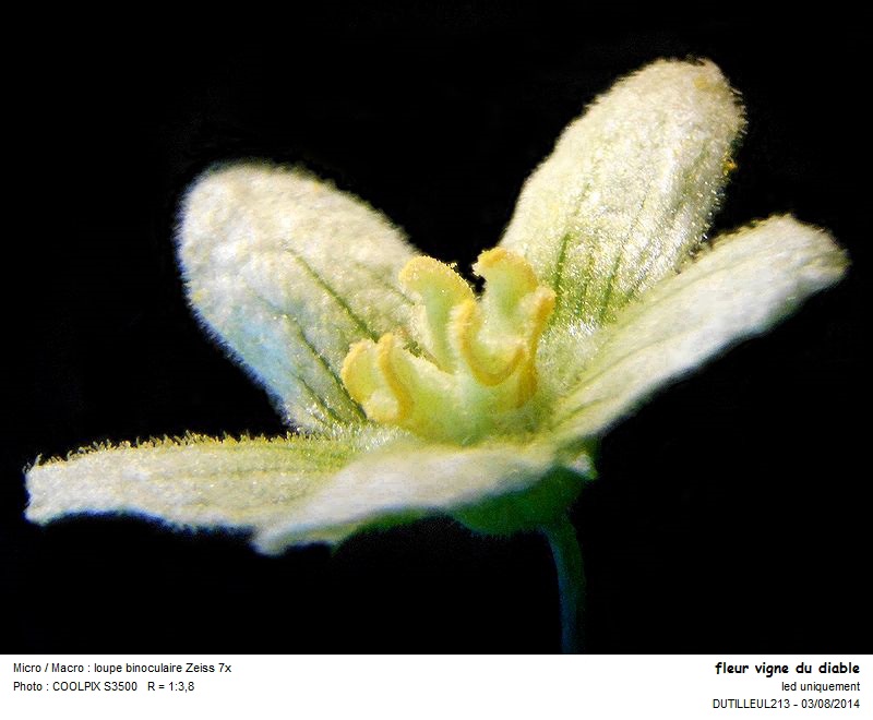 Bryonia dioica - Vigne du diable #39748