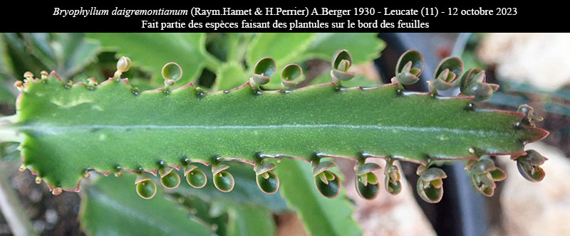 Bryophyllum daigremontianum #76930