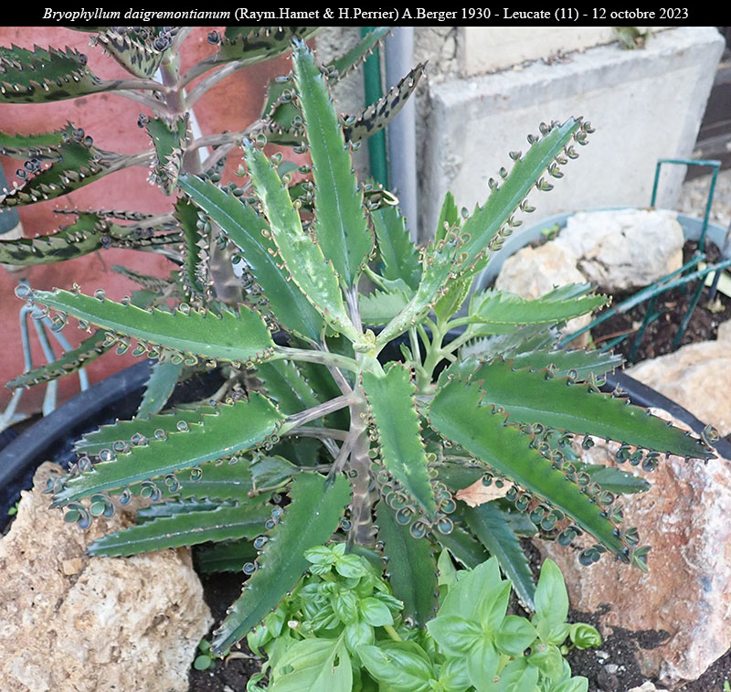 Bryophyllum daigremontianum #76929