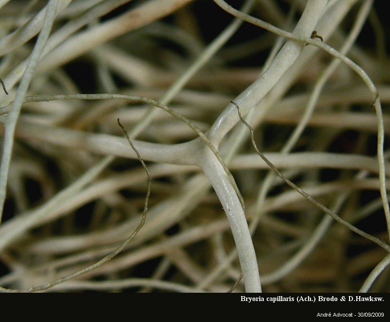 Bryoria capillaris (Ach.) Brodo & Hawksw. #13320