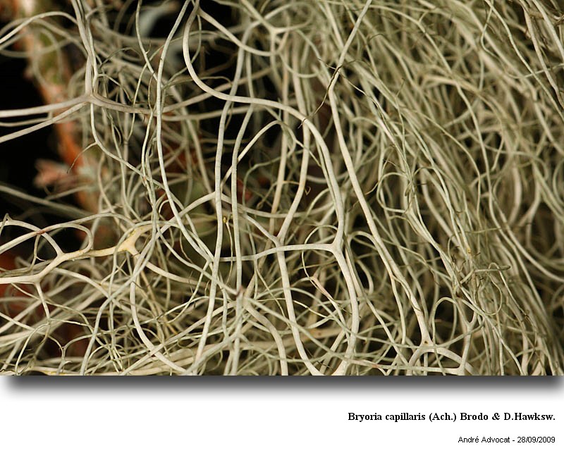 Bryoria capillaris (Ach.) Brodo & Hawksw. #13319
