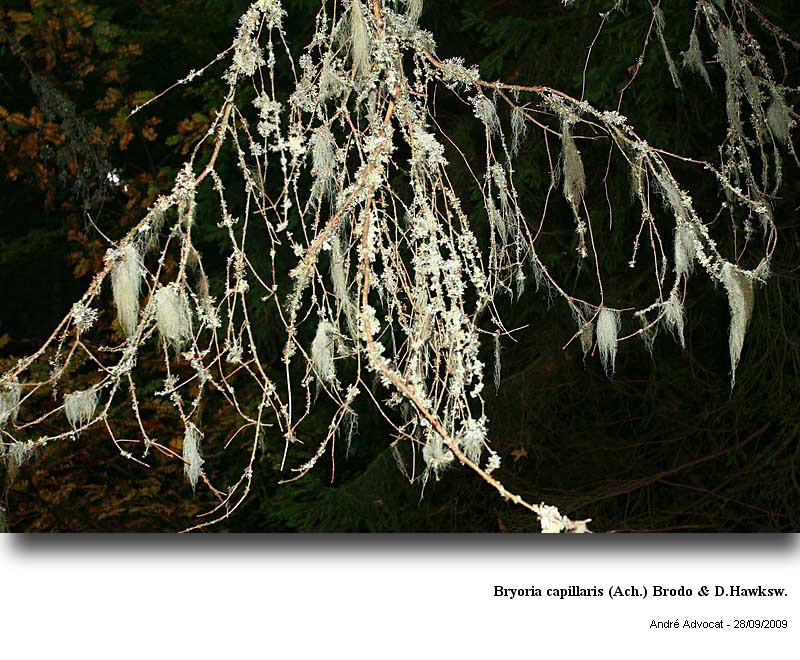 Bryoria capillaris (Ach.) Brodo & Hawksw. #13318