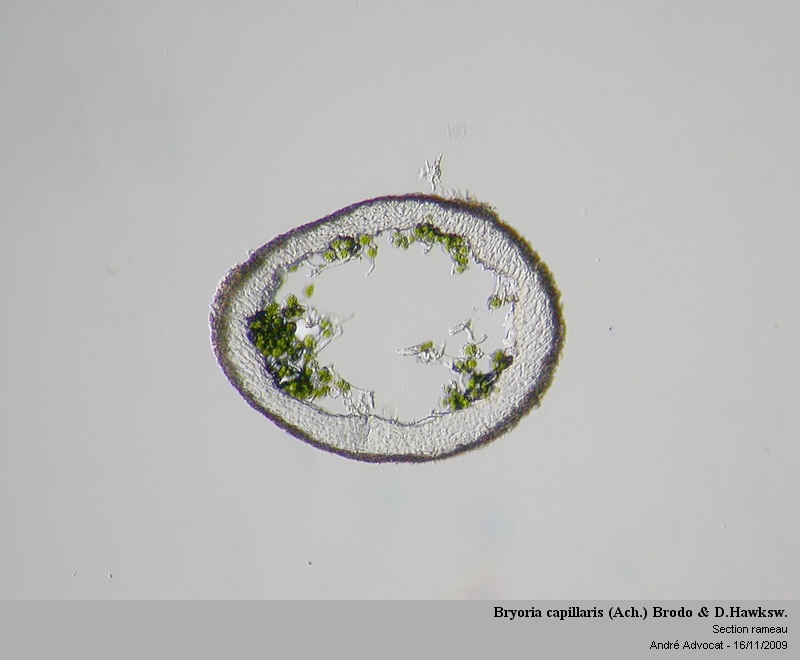Bryoria capillaris (Ach.) Brodo & Hawksw. #13720