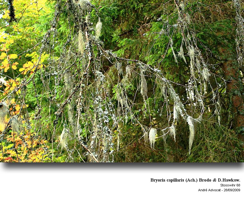 Bryoria capillaris (Ach.) Brodo & Hawksw. #13317