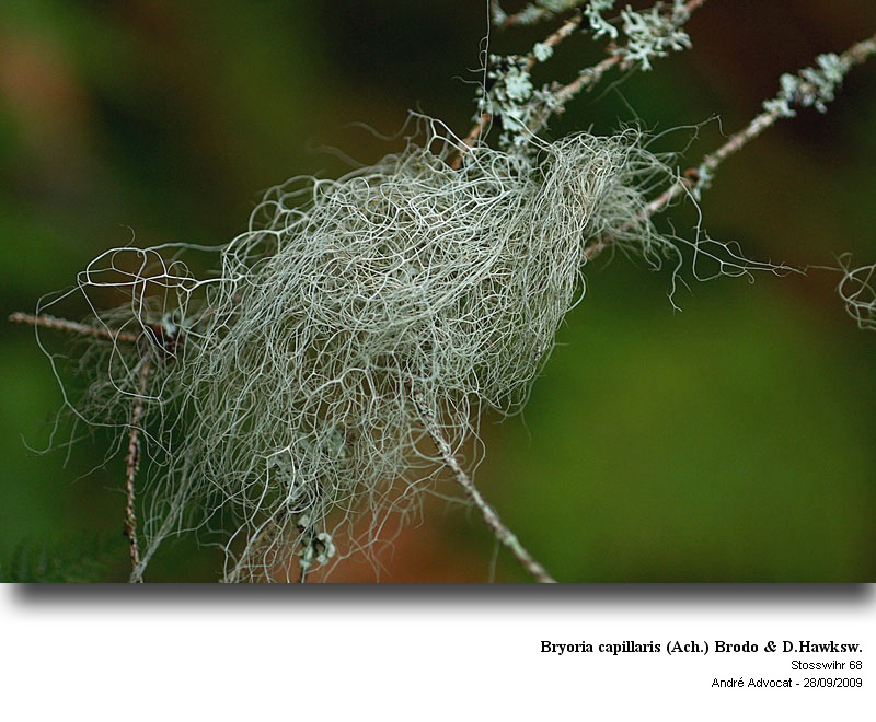 Bryoria capillaris (Ach.) Brodo & Hawksw. #13321