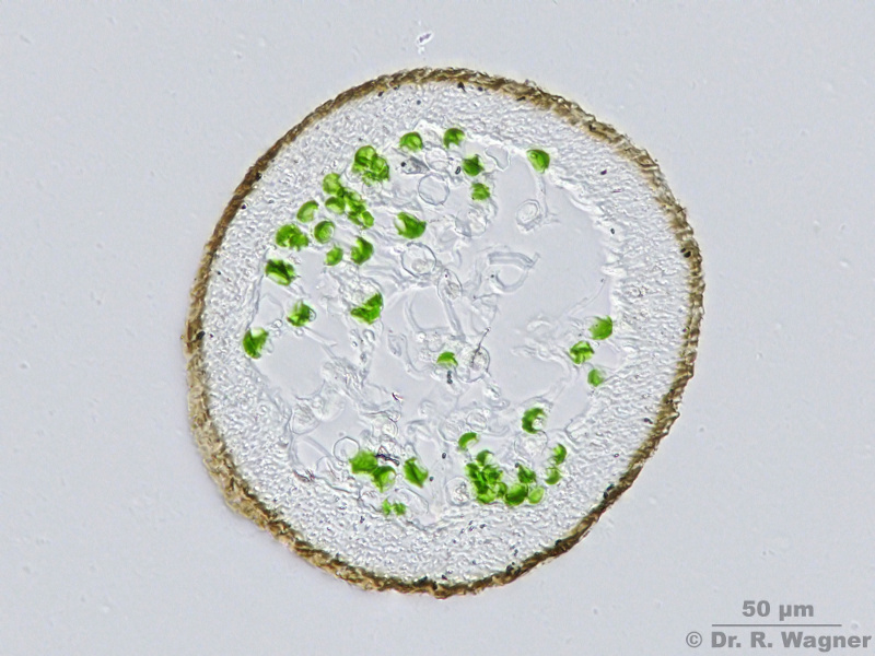 Bryoria fuscescens #13073