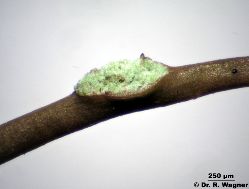 Bryoria fuscescens #13072