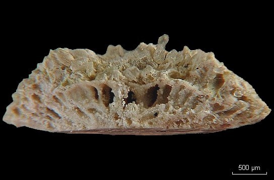 BRYOZOAIRES #6403