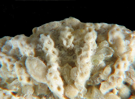 BRYOZOAIRES #6402