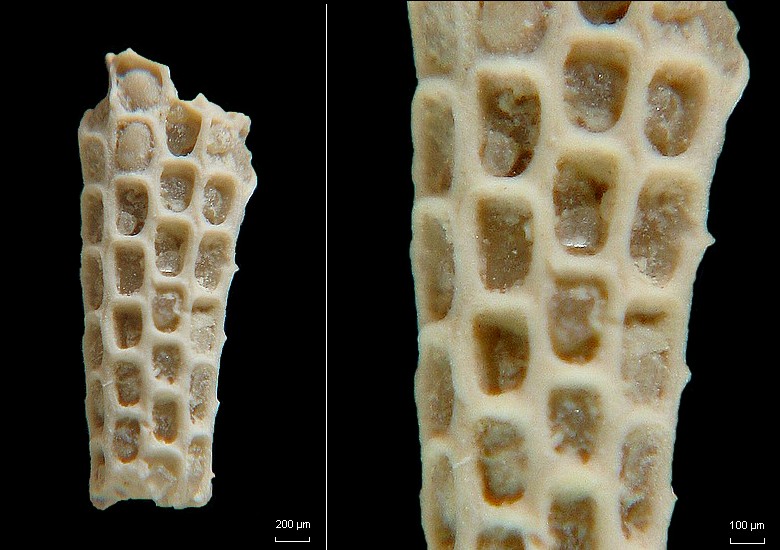 BRYOZOAIRES #6584