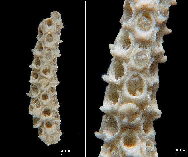 BRYOZOAIRES #6434