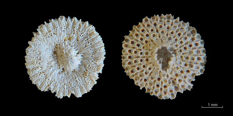 BRYOZOAIRES #6876