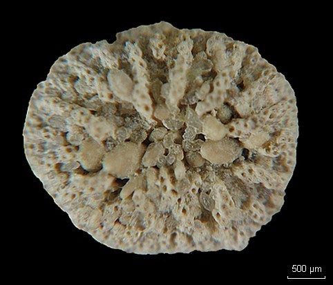 BRYOZOAIRES #6399