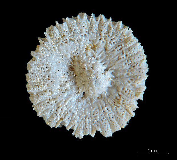 BRYOZOAIRES #6874