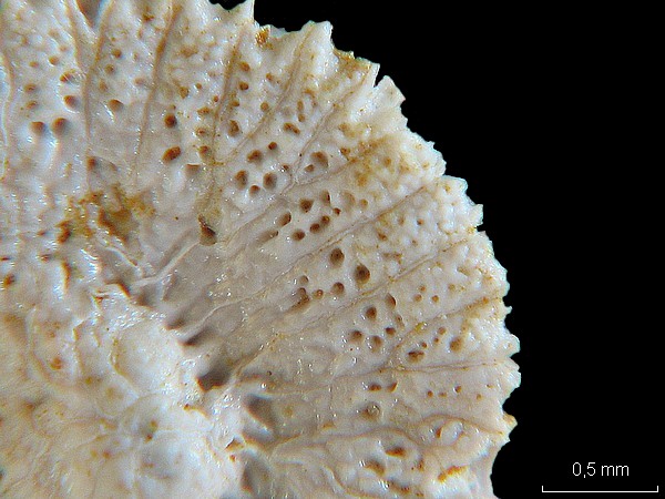 BRYOZOAIRES #6875