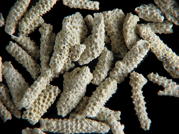 BRYOZOAIRES #6433