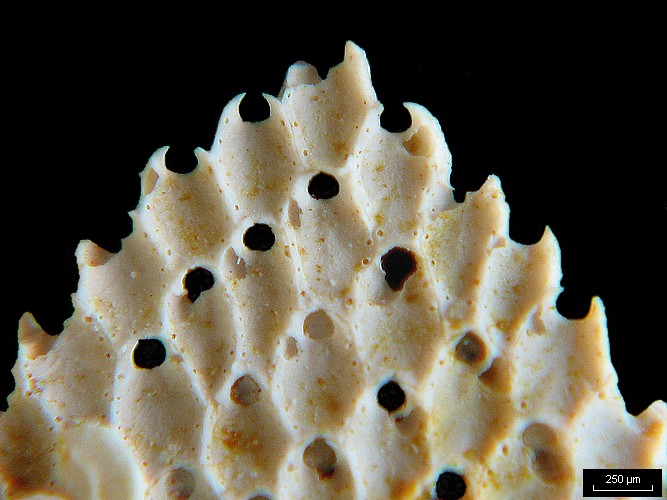 BRYOZOAIRES #6300