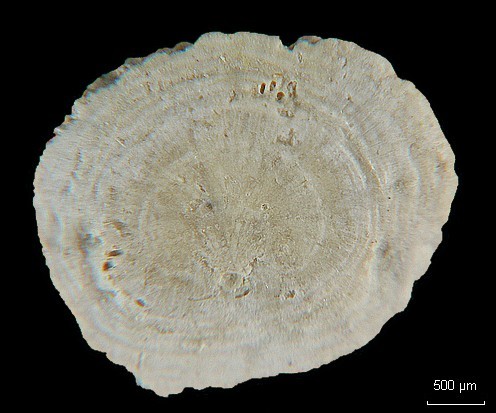 BRYOZOAIRES #6400